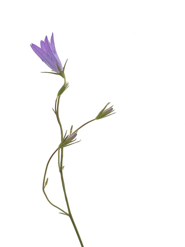 Campanula sp.